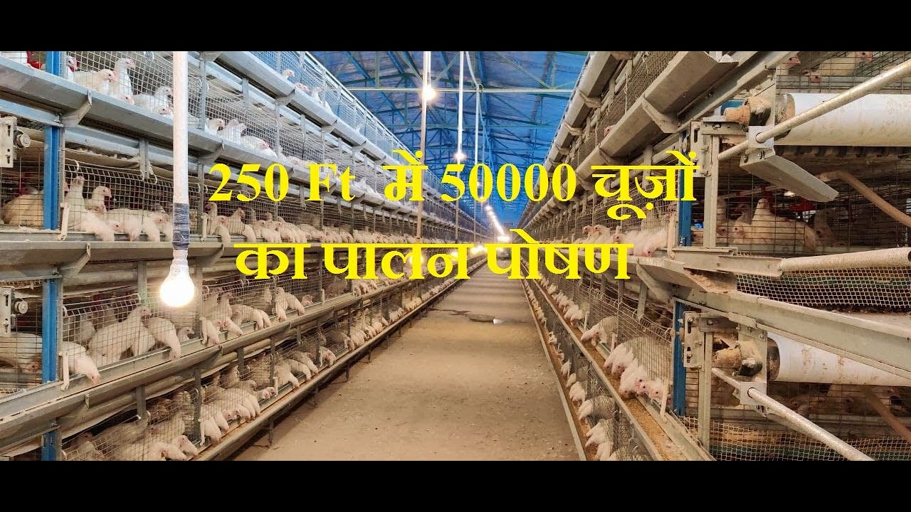 250 Ft  में 50000 चूज़ों का पालन पोषण