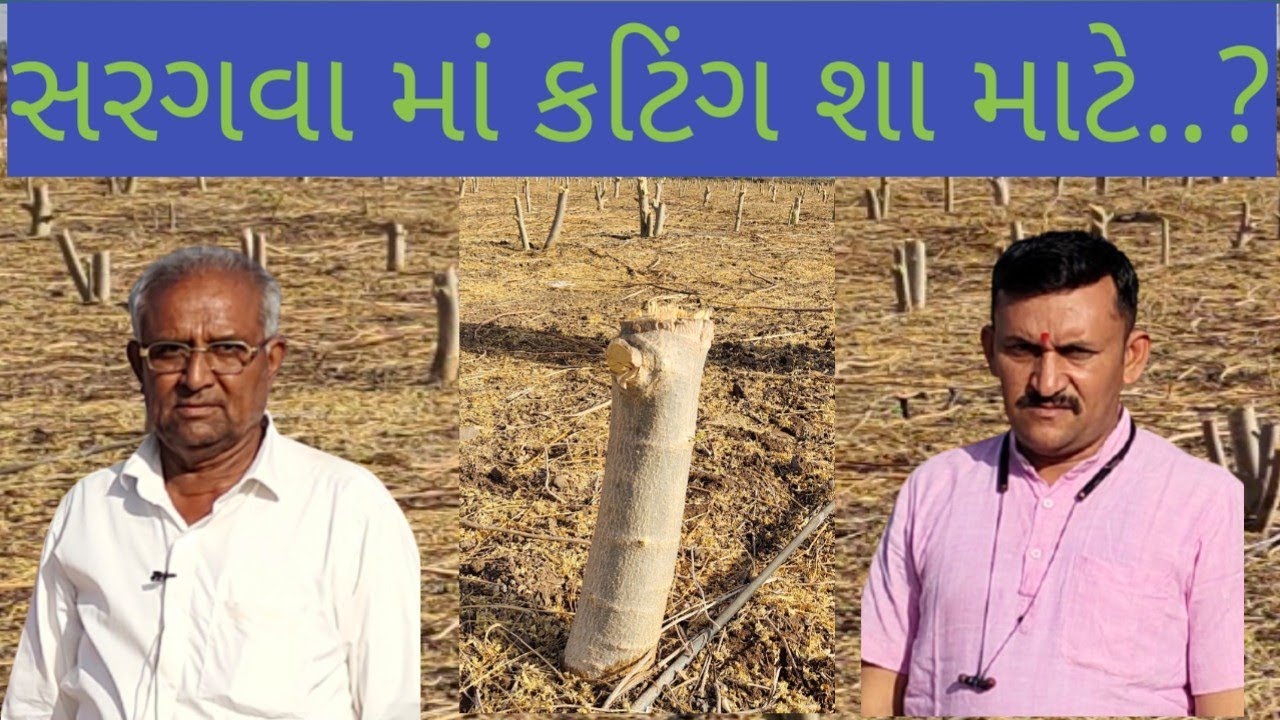 વધારે ઉત્પાદન માટે સરગવાનું કટિંગ..!શ્રેષ્ઠ સમય|Cutting sargana for more production ..! Best time.