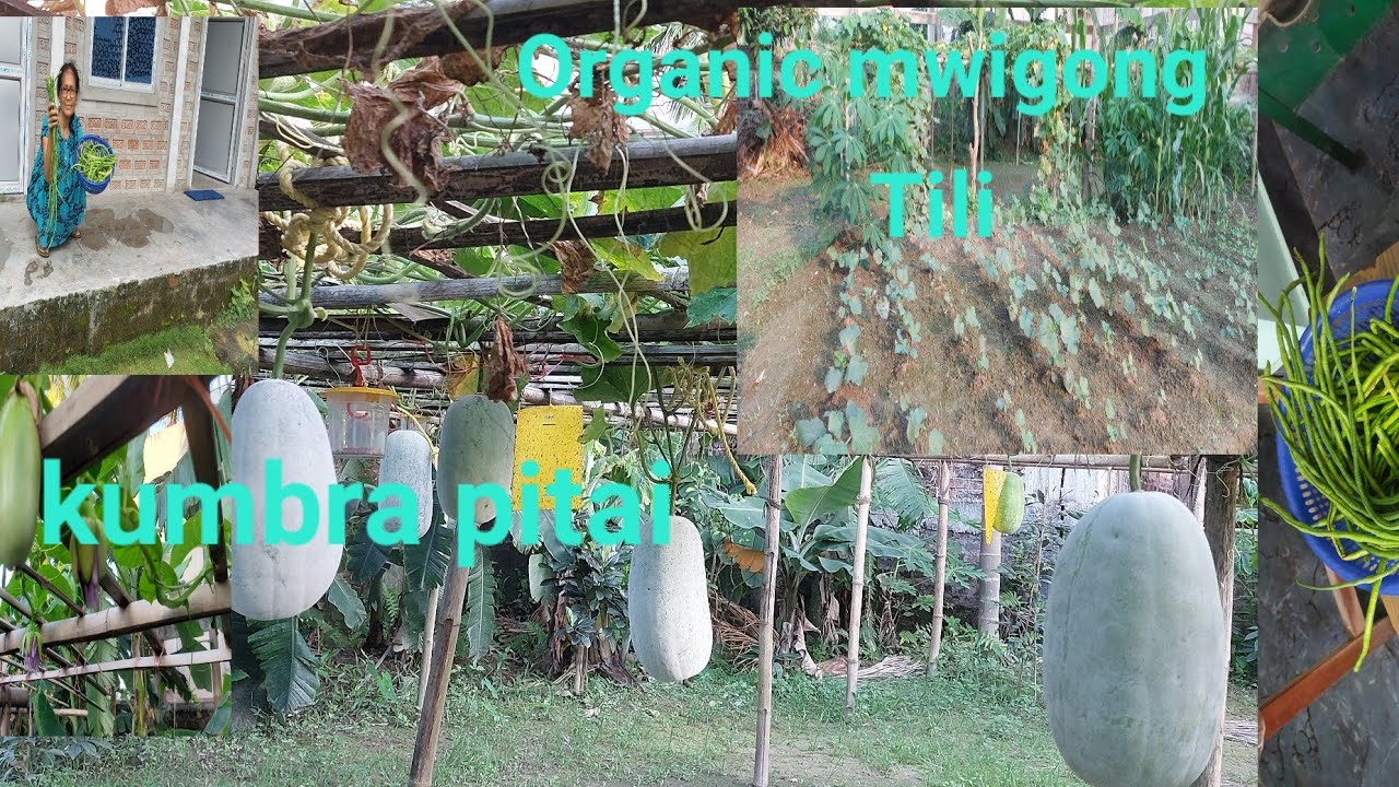 Jwngni Organic mwigong bagan||Abwi ni vlogs ||naidwlai lwgwpwr boibw onnanwi jwbjase