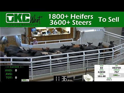 7/20/2022 - 5400+ Feeders - OKC West Livestock Auction