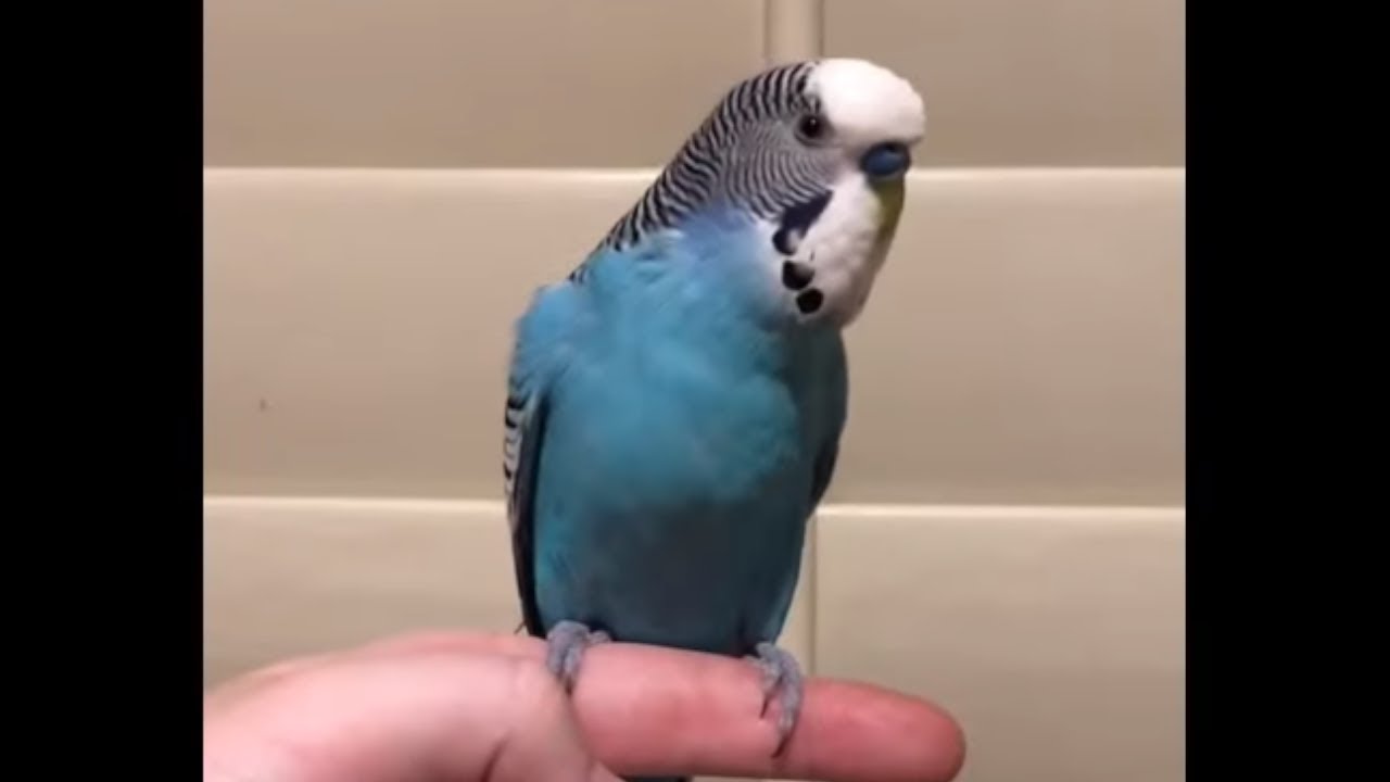 videos for cats Chatty budgie loves to beatbox for the camera