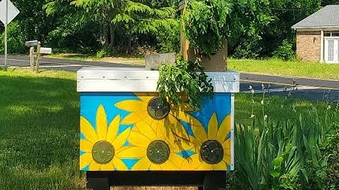 Moving Swarm #4 into New Layens Insulated Horizontal Hive