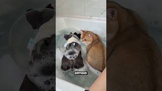 Yavru köpek ve yavru kedi birlikte banyo yaptılar… Ama bu oldu! 😂🤮