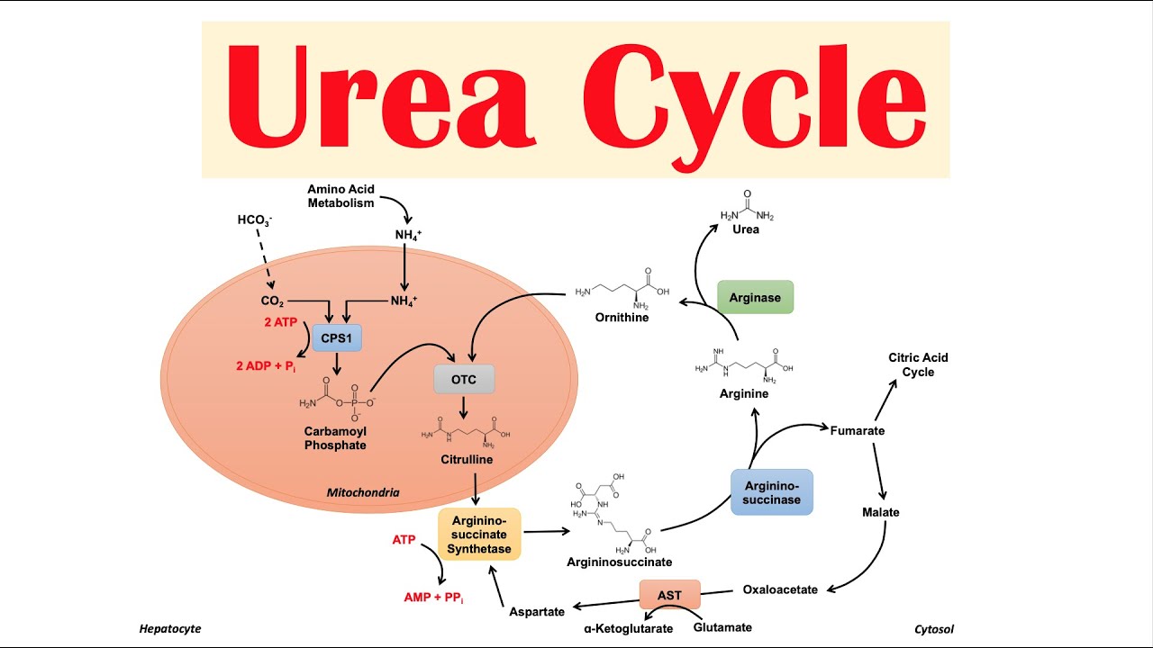 Urea Level Chart