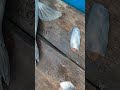 ikan bekukon/bekukon segaraAnakan Cilacap