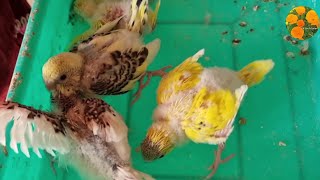 Budgies colony breeding progress  and cage cleaning  .