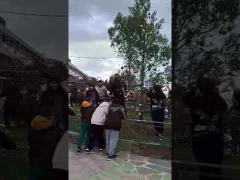 Εύβοια: Μαθητές του δημοτικού στόλισαν το δέντρο στα Νέα Στύρα