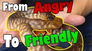 How to Tame an 'Aggressive' Snake