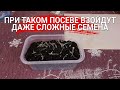 При таком посеве взойдут даже сложные семена