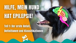 Epilepsie Beim Hund 112 Plötzlich Gewitter Im Kopf Des Hundes Definitionen Und Grundbegriffe