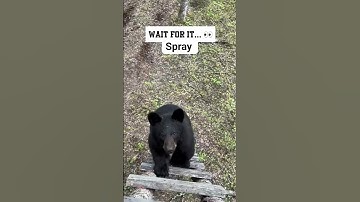 Wait for it…I guess bear spray does work 👀