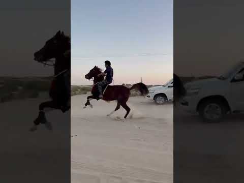 الاسطوره مناور ابو البيدا