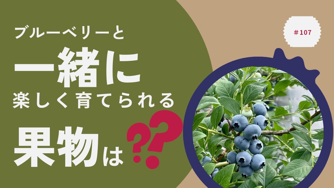 ブルーベリー栽培をしながらでも楽しく、手がかからず、なおかつ珍しくなかなか食べることができない果物を教えます