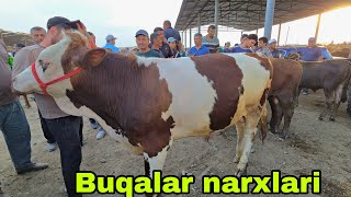 Romitan qo'rgon mol bozori buqalar narxlari 19 июня 2025 г.