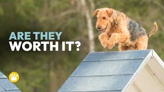 Airedale Terrier: Is This Dog Right for You?