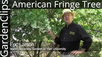 American Fringe Tree - Chionanthus virginicus