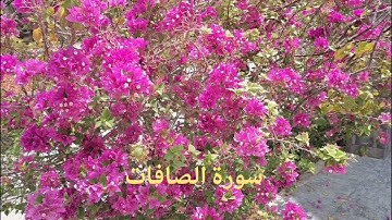 سورة الصافات. القارئ سيف الفرقاني 