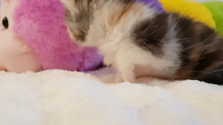 Video 579571: exotic shorthair girl, silver exotic shorthair, persian, cattery