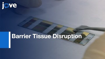 Sensing: Barrier Tissue Disruption With Organic Electrochemical Transistor l Protocol Preview