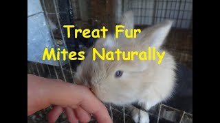 How to Treat Fur Mites In Rabbits/Naturally