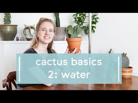 Video: Cactusplanten met te veel water - Leer meer over cactusplanten met te veel water