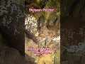 Sturgeon Poacher hiding among the bottles! #scubadiving #sturgeonpoacher #pnw #orcatorch #scubapro