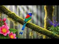 Relaxing Birdsong in the Forest | Peaceful Nature Sounds for Meditation, Sleep and Deep Calm