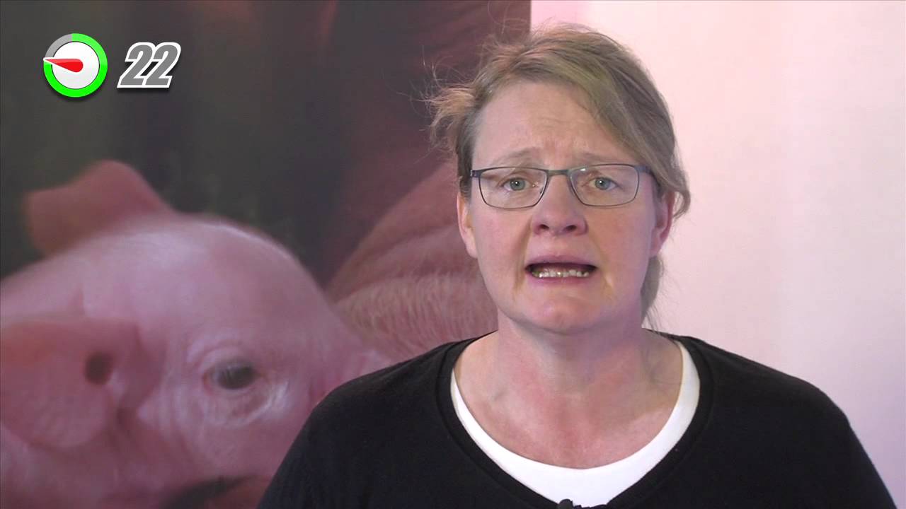 PCV2 Varkens 100 Seconden Dierenarts YouTube Pcv2 varkens 100 seconden dierenarts youtube