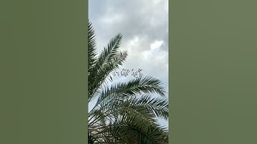 سورة الطارق آية ١٠ الى ١٧ القارئ هزاع البلوشي #quran #استغفرالله #القرآن #القرآن_الكريم #القران