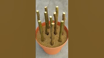 How to propagate lemon tree from cuttings with aloe vera #shorts