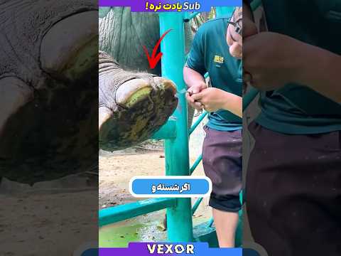 چرا پاهای فیل هارو هر روز میشورن پدیکور و مانیکور فیل در باغ وحش