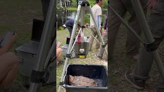 Alligator Snapping Turtle Long Term Monitoring #shorts #florida #alligatorsnappingturtle