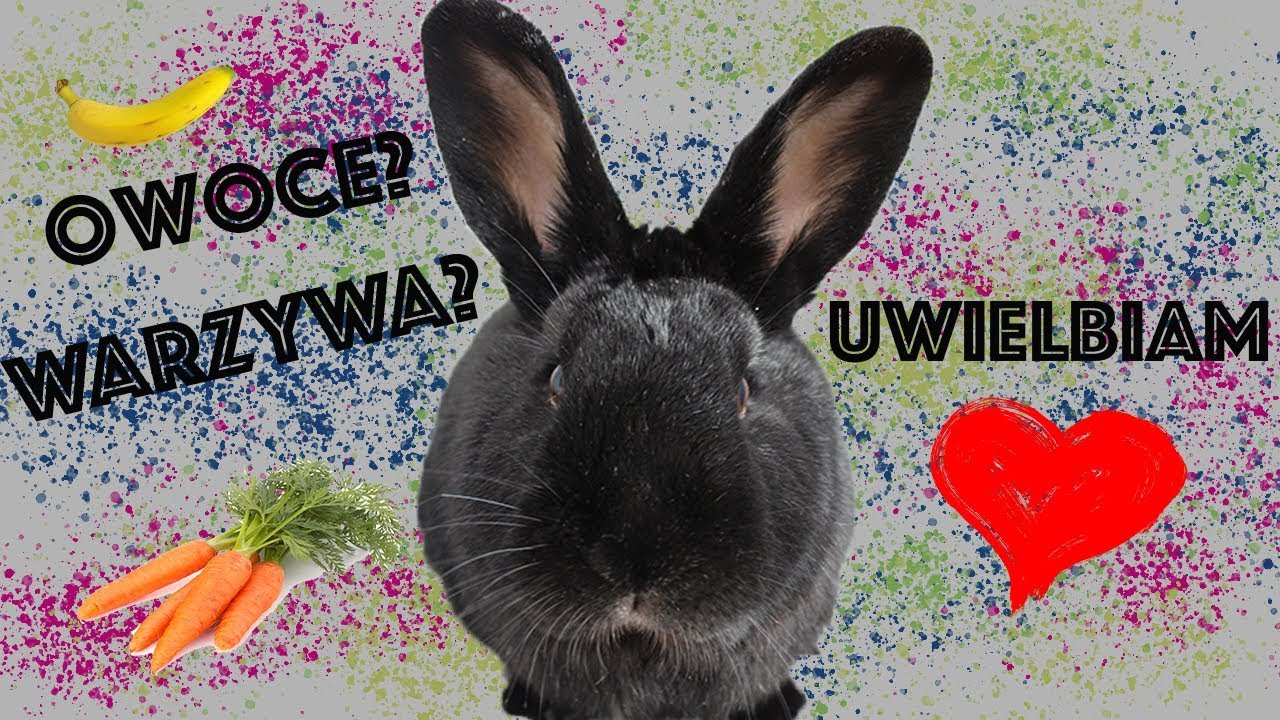 Czy królikowi można podawać owoce i warzywa?🐰🍏🍓🍌🥦🥕🍅🍇