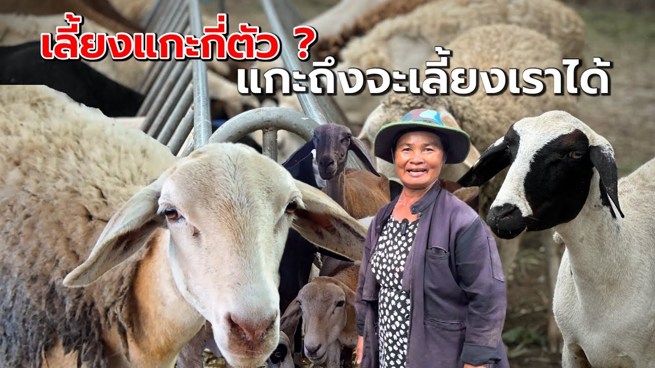 Сколько овец нам нужно развести, чтобы обеспечить себя пропитанием? ⁉️ | Тётя Нид, район Нонг Буа...