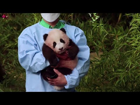 Videó: Pet Scoop: Kína ünnepli a Panda születéseit, az állatkert elefántcsontja koreai nyelven beszélhet