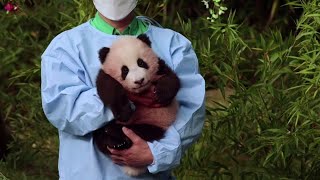 This is Fu Bao, the first panda born in South Korea