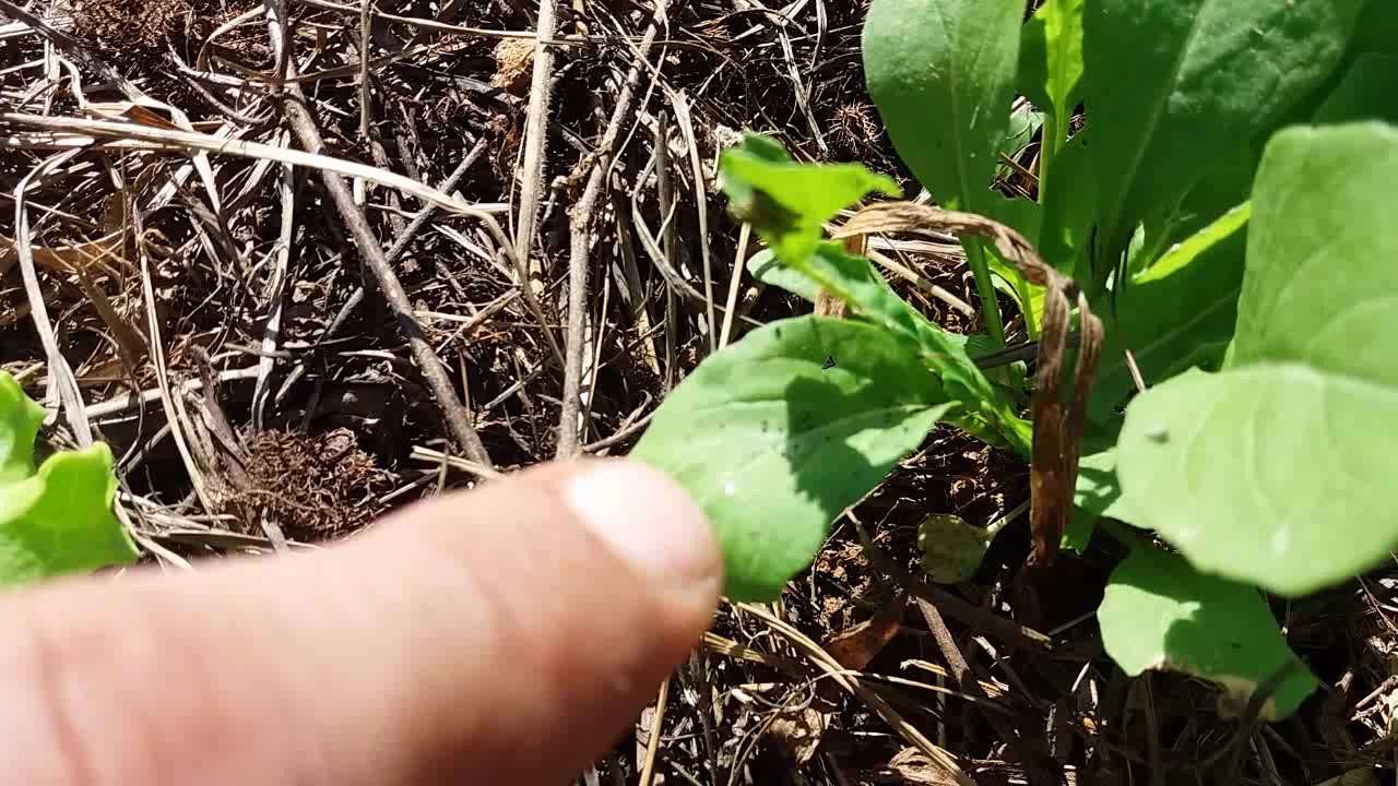 Como Eliminar Lagarta Da Couve Com Vinagre