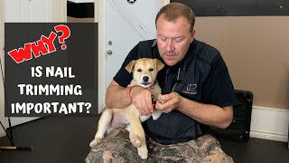 Dog Nail Trimming: Why is it Important?  Get 5 Easy Steps to Successfully Trim Your Dogs Nails. by Unleashed Potential K9 TV 3,432 views 3 years ago 4 minutes, 40 seconds