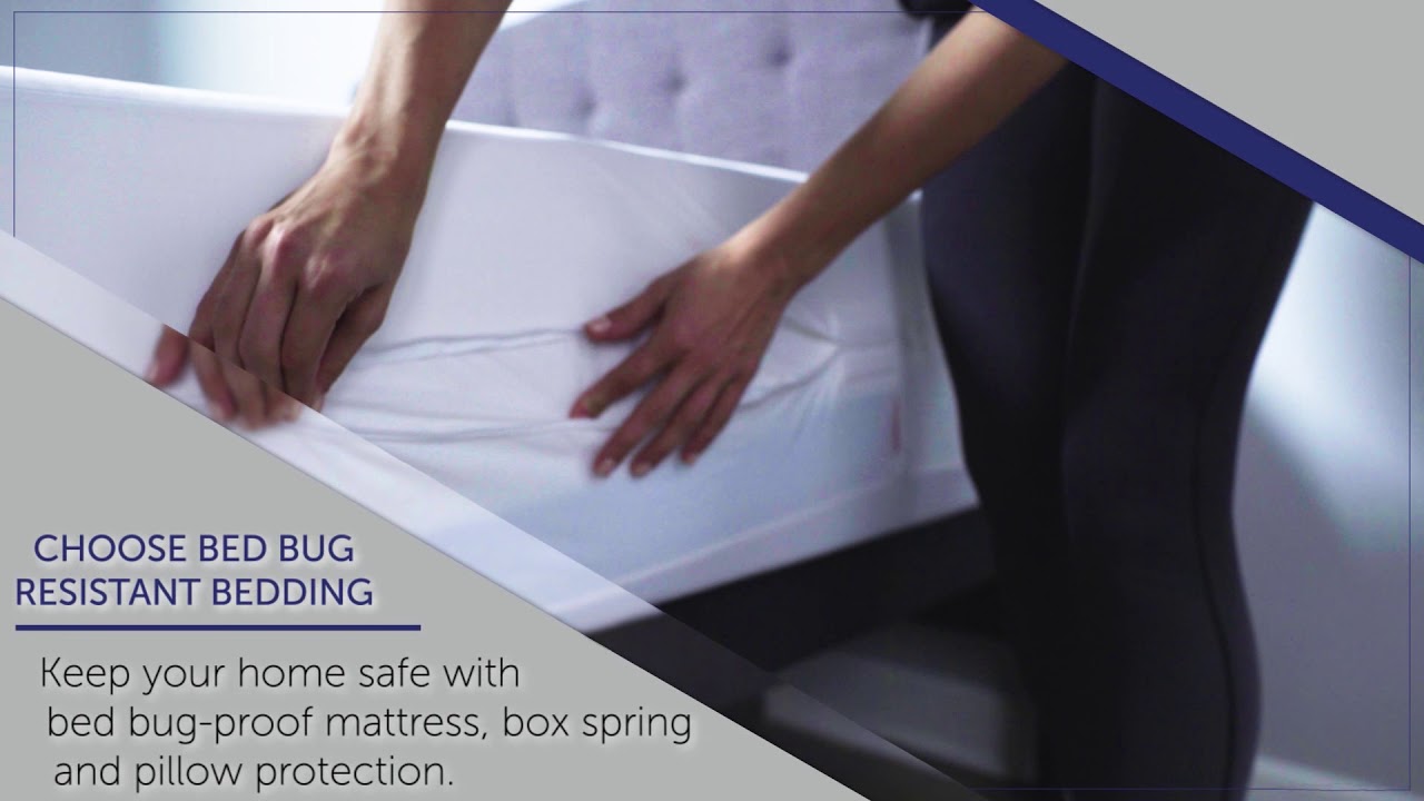 2019 year - How to Protect Yourself from Bed Bugs While Traveling 2019 year