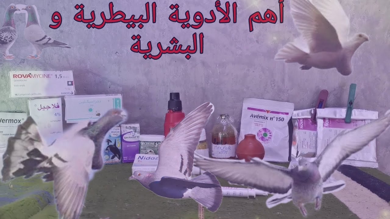 كفاش نطريطي حمامي🤔 وأهم الأدوية البشرية والبيطرية