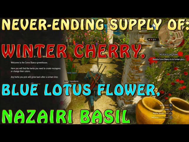 Witcher 3 Blood And Wine Location Of Winter Cherry Blue Lotus Flower Nazairi Basil 1080p60 Ps4 Youtube Witcher 3 Blood And Wine Location Of Winter Cherry Blue Lotus Flower Nazairi Basil 1080p60 Ps4 Youtube