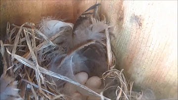 NATURE: Bluebird /Tree Swallow box check week 3 May 22 2018