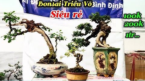 Bonsai Triều Võ siêu rẻ-Hải châu, sam, duối,dương-100k,200 đến 1tr …