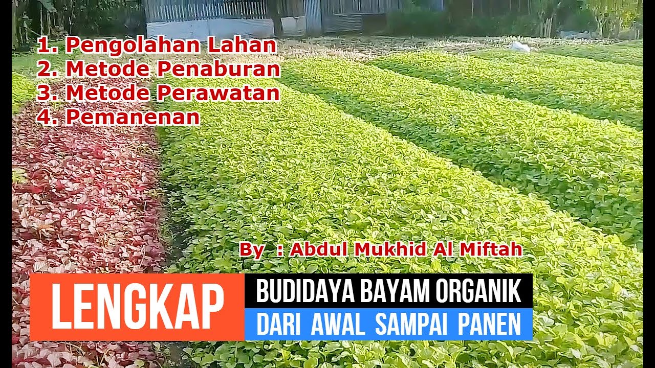 CARA MENANAM BAYAM ORGANIK DARI AWAL SAMPAI PANEN CEPAT - YouTube