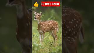 Deer || Deer Sounds || #shorts #viral #trending #deer