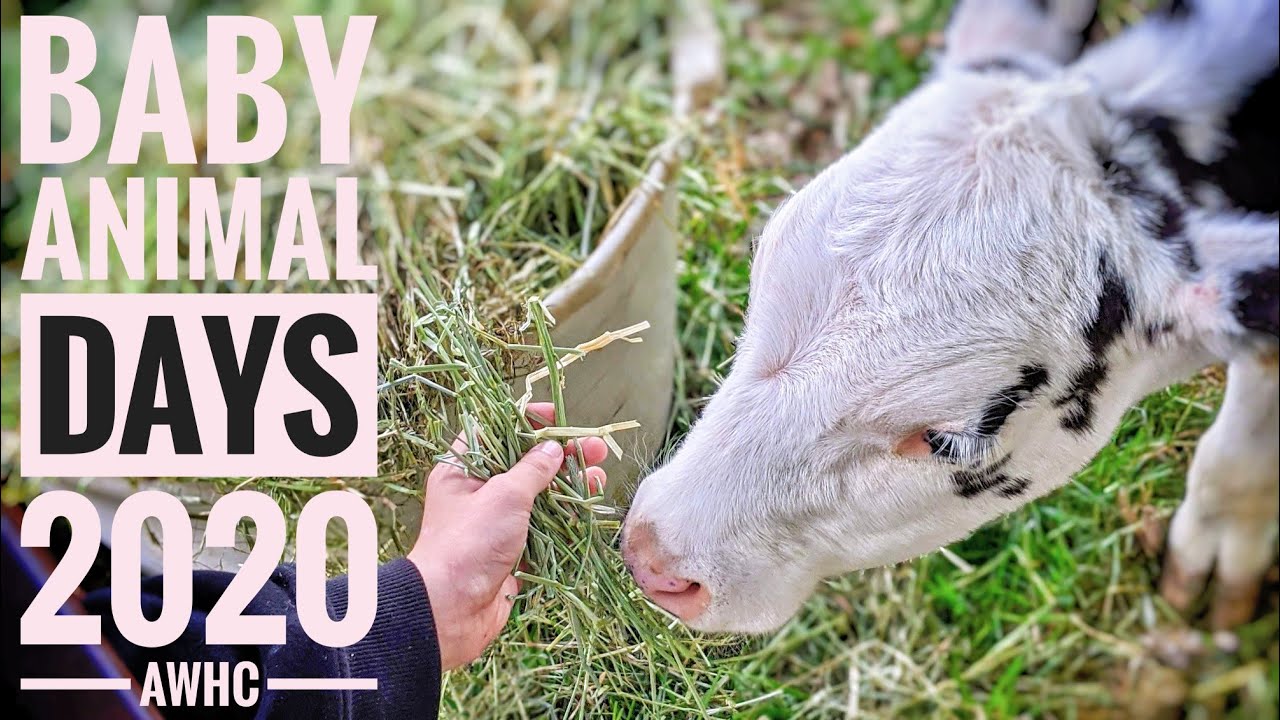 Baby Animal Days at the American West Heritage Center - May 2020 - YouTube