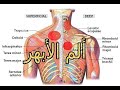 طق الابهر و العصب المشدود اعلى الظهر