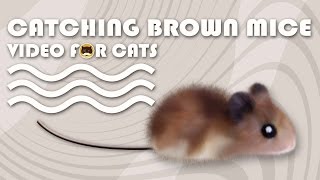 Cat Games - Catching Brown Mice! Mouse Video For Cats To Watch | Cat & Dog Tv.
