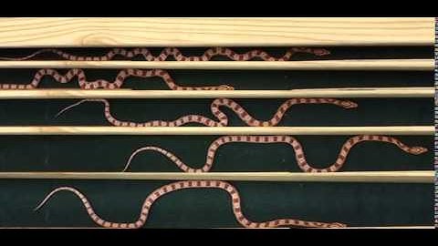 Concertina motion of snake