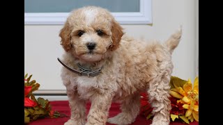 Mini Poodle Puppies for Sale